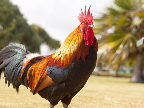 Gevonden: Haan in hotelkamer?!