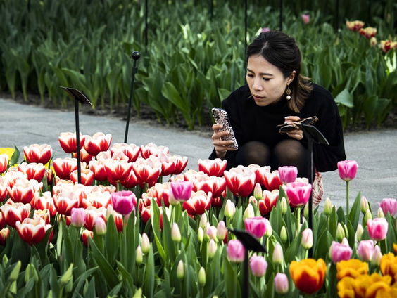 De Keukenhof is weer geopend!