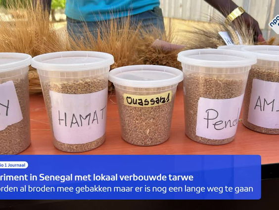 Lokaal verbouwde tarwe belangrijk voor Senegal
