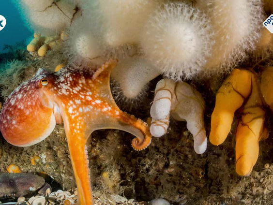 Vrijwilligers duiken afval op uit de bodem van de Noordzee
