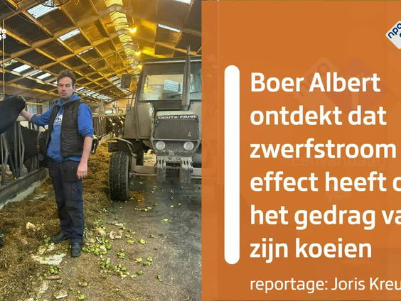 Zwerfstroom beïnvloedt koeien van boer Albert