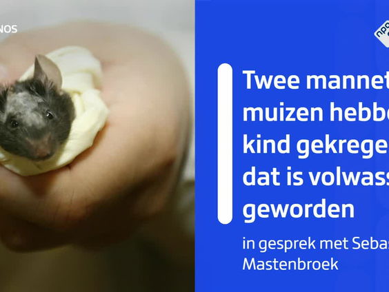 Doorbraak in stamcelonderzoek: twee mannetjesmuizen kregen samen een kind
