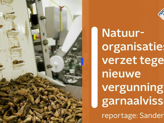 Natuurorganisaties in verzet tegen nieuwe vergunning garnaalvissen