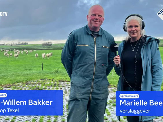 Texelse schapen in de knel