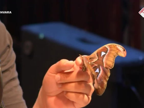 Vlinderexpert Bart Coppens heeft een fascinatie voor motten